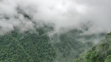 树林大雾雨天森林拍摄视频视频的预览图